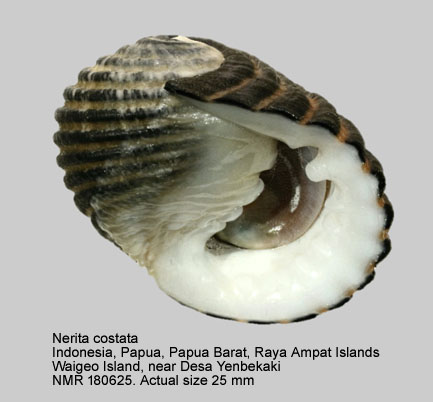 Nerita costata.jpg - Nerita costata Gmelin,1791